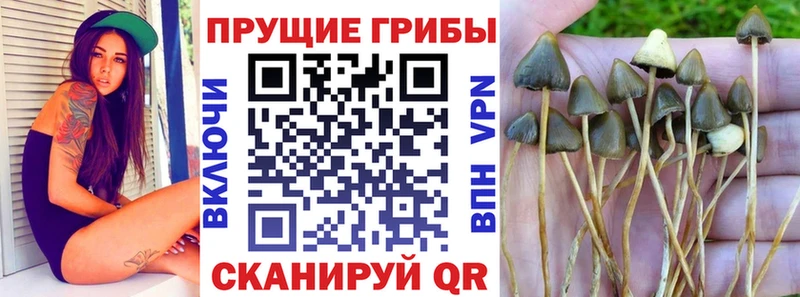 Псилоцибиновые грибы прущие грибы  где найти наркотики  Богородицк 
